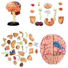 4D Disassembled Anatomical Human Brain Model Anatomy Teaching Tool picture