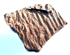 ripple marks - oscillation ripples - Moenkopi Formation - display specimen picture
