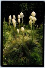 Postcard - Beargrass Blossoms - Western Montana picture