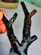 Indonesian Opalized Wood Tree Branch Fossil picture