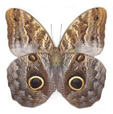 Caligo memnon ONE REAL BUTTERFLY OWL EYE UNMOUNTED WHOLESALE WINGS CLOSED picture