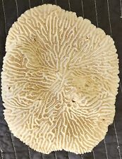 Giant Piece Of Natural Brain Coral Pseudodiploria Strigosa Flat 11in (28cm) picture
