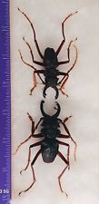 2 COLEOPTERA CERAMBYCIDAE PRIONOCALUS CACICUS A1 SIZE 46-58mm FROM ATALAYA-PERU  picture