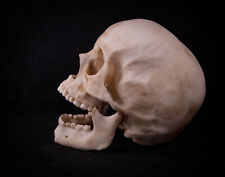 Human Skull - life sized Male adult - quality replica - FREE world wide shipping picture