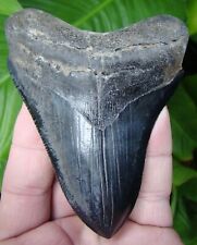 MEGALODON SHARK TOOTH  - 4 & 1/4 in. REAL FOSSIL - SUPER SERRATED - GA RIVER MEG picture