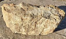 LOVELY* 9 Lb Texas Fossil Wood~ Freestanding-Visual Cell Growth-Pretty Color picture