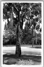 RPPC The Sausage Tree Charlie Black's Place Simpson Photo 1944 Postcard picture