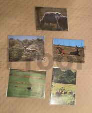 Original Photographs of South Africa, Lot #2, Animals - mounted & protected picture