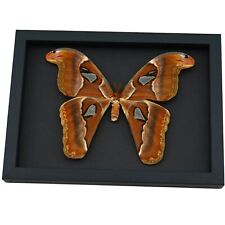 Real Attacus lorquinii Female Moth 7.6 inch Wingspan Atlas Moth Framed Taxidermy picture