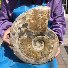 5140G TOP Natural Beautiful ammonite fossil conch Crystal specimen healing 513 picture
