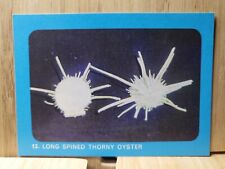 Weet Bix Australian Underwater World🏆#13 LONG SPINED THORNY OYSTER 1964 Card🏆 picture
