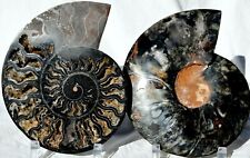 Dinosaur PAIR 1-n-100 BLACK Ammonite XXLG 200mm 110 myo FOSSIL 8.0