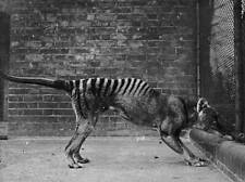 OLD PHOTO Thylacine Or Tasmanian Tasmanian Tiger In Captivity 1930 picture