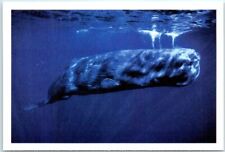 Postcard - Sperm Whales picture