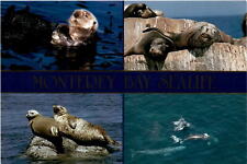 Monterey Bay, California, William Bryan, 1989, marine biodiversity, Postcard picture