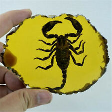 Beautiful Amber Scorpions Fossil Insects Manual Polishing Decorative Pieces picture