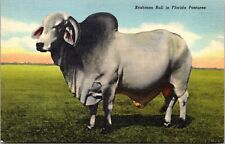 Brahman Bull Florida Pastures FL Cattle Shorthorn Angus Brahama Linen Postcard picture