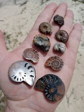 Lot of 7 Mixed Fossil Ammonites Opalized, Split, Hematite, Iridescent, ++   U3 picture
