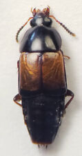 Rove Beetle: Tachinus fimbriatus (Staphylinidae) USA Coleoptera Insect picture