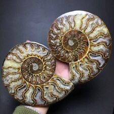 1 Pair of Natural Crystal ammonite fossil conch specimen healing picture