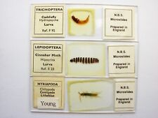 3 Vintage  Microscope Slides. Centipede, Cinnabar Moth, Caddis Fly Larva by NBS. picture