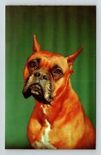 Now Listen to Me Boxer Dog Vintage Postcard picture