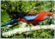 Postcard - Crimson Roselia, O'Reilly's Rainforest Guesthouse, Australia picture