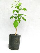 4 Bel Patra, Bilva Plant Live Plant Length 10 -15 inch for Planting Garden Plant picture