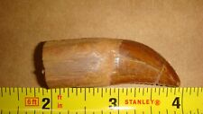 CAR-6 Fossil Carcharodontosaurus Tooth Morocco Dinosaur 2.0 Inch Rooted?? picture