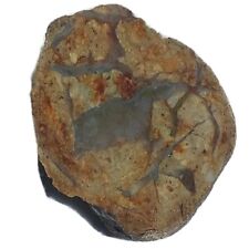 UTAH Dinosaur Coprolite (Poop) 