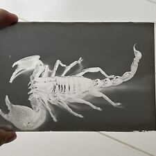 Antique Original Glass Photograph Negative Scorpion Odd Creepy Critter picture