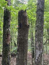 Lightning Struck Wood, Oak, 3 Trees Struck, Powerful Energy, Spiritual, Religous picture