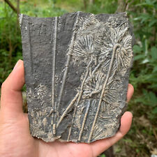 Fossils of crinoids from the prehistoric Jurassic biota of China picture