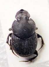 Witch's Scarab: Onthophagus hecate (Scarabaeidae) USA Coleoptera Dung Beetle picture