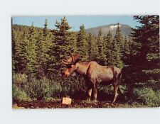 Postcard Moose in Glacier National Park Montana USA picture