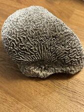 Natural White Brain Coral Specimin Large 6lb  8