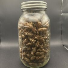 17yr Cycle Cicada Rare 2024 Molting Shells Crafts, Entomology Approx 160ct LotB picture