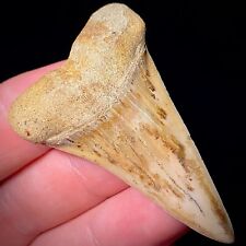 Hastalis White Shark Tooth Not Mako Teeth Megalodon Era Bakersfield Real Fossils picture