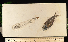 TWO Different Species Mioplosus and Knightia FISH Fossils From Wyoming 1484gr picture