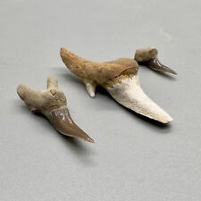 3 Uncommon Location Fossil LEPTOSTYRAX Shark Teeth - Little Glasses, Oklahoma picture