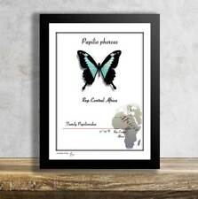 Papilio phorcas-Real Mounted Butterfly in Frame picture
