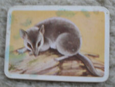 Tuckfield's Australiana Series Animal Fat Tailed Marsupial Mouse Vintage Card picture