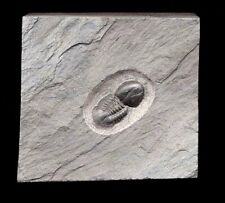 EXTINCTIONS- BEAUTIFUL AND RARE DEGAMELLA TRILOBITE CENTERED ON PLATE - COOL picture
