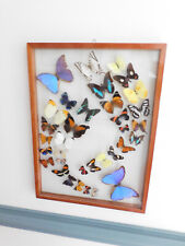 LARGE MOUNTED BUTTERFLY DISPLAY  33 BUTTERFLIES picture