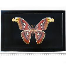 Attacus atlas male BLACK BACKGROUND snake mimic saturn moth Indonesia picture