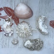 Real All Natural Spiny Oyster Shell 5” + Pink Clam Shell 4.5” + 4 Oyster Shells picture