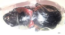 Carabidae Mouhotia sp 40mm+ PACK of 10pcs A- from THAILAND - #2094 picture