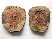 Rare Natural Large Trilobite Nodule- CAMBROPALLAS  Split Pair -Free USA Shipping picture