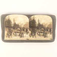 Missionary Dr Sheldon Jackson Stereoview c1898 Reindeer Haines Alaska Photo R23 picture