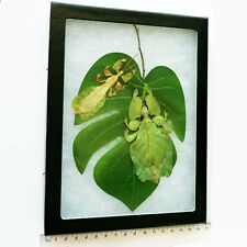 Phyllium pulchrifolium green leaf bug male female pair Indonesia preserved leaf picture